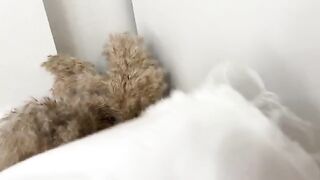 Smelling panties and fucking curva in a wet pussy, a steamy homemade scene